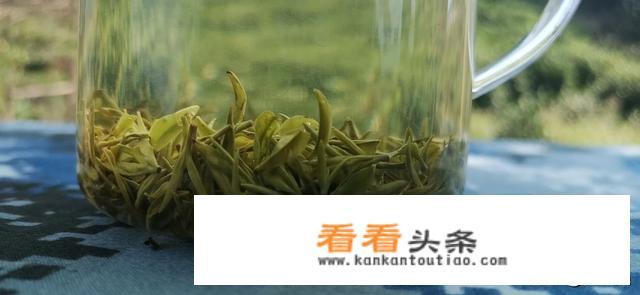 中国哪儿的毛尖茶最好啊？