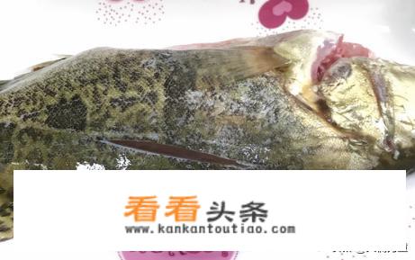豉汁蒸桂鱼家常做法？