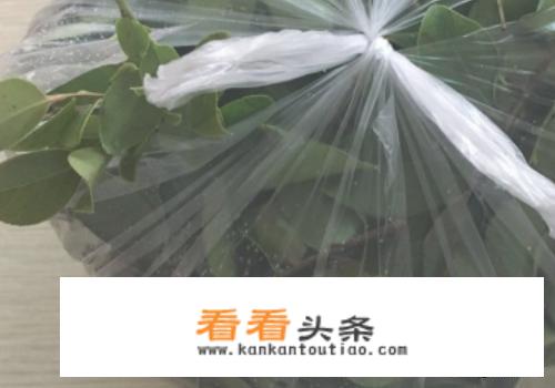 乌米饭怎么做？