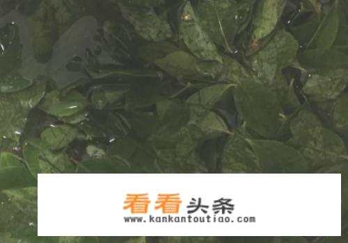 乌米饭怎么做？