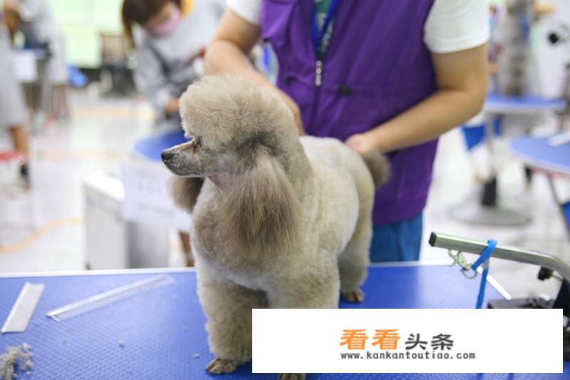 madan宠物剪刀怎么样？