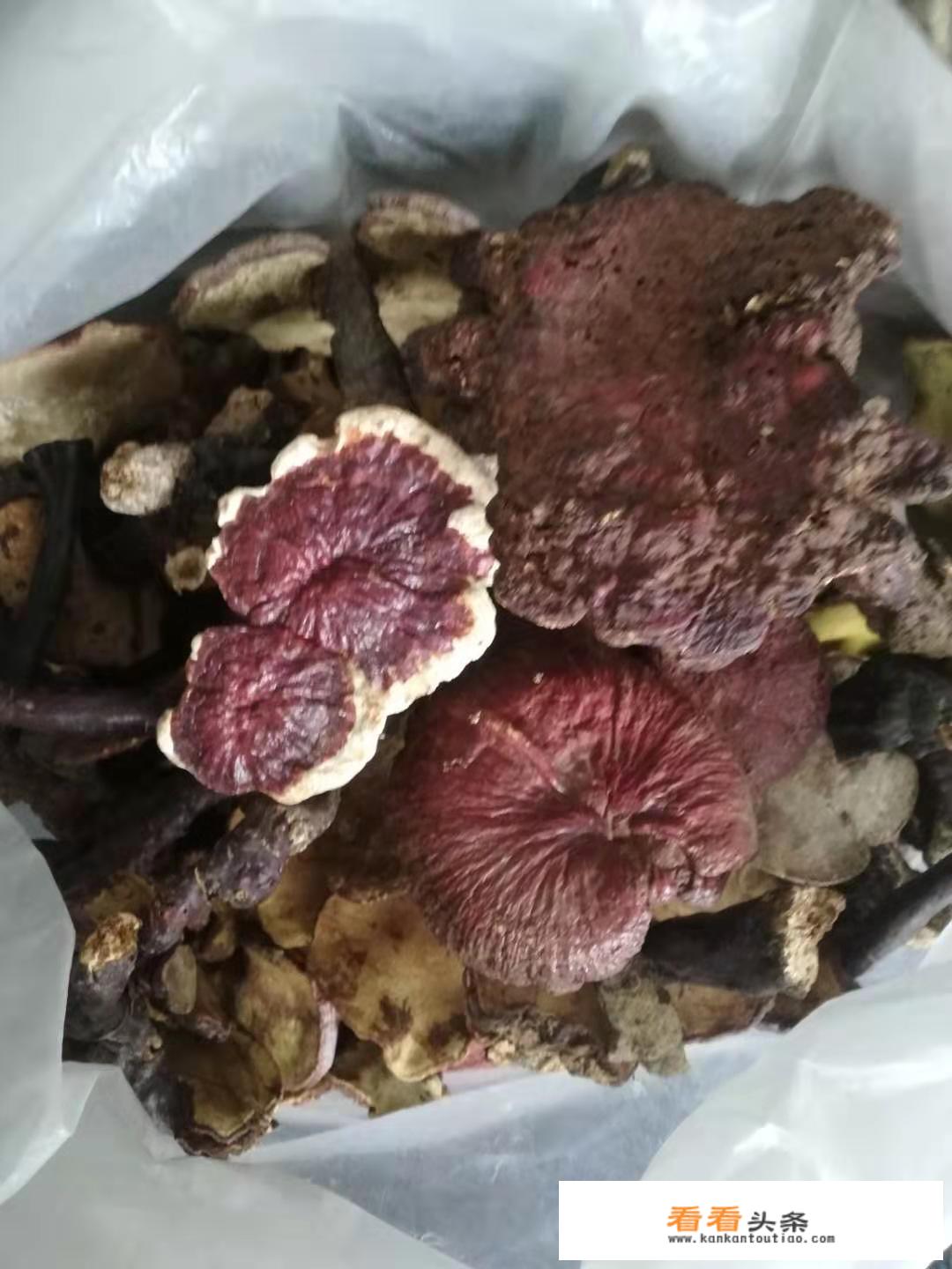 灵芝草怎么食用？