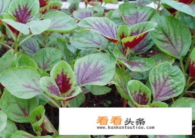 汗菜死叶的原因是什么？