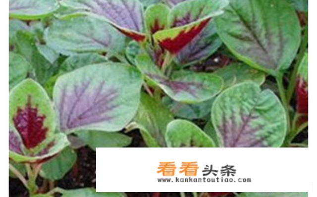 汗菜死叶的原因是什么？