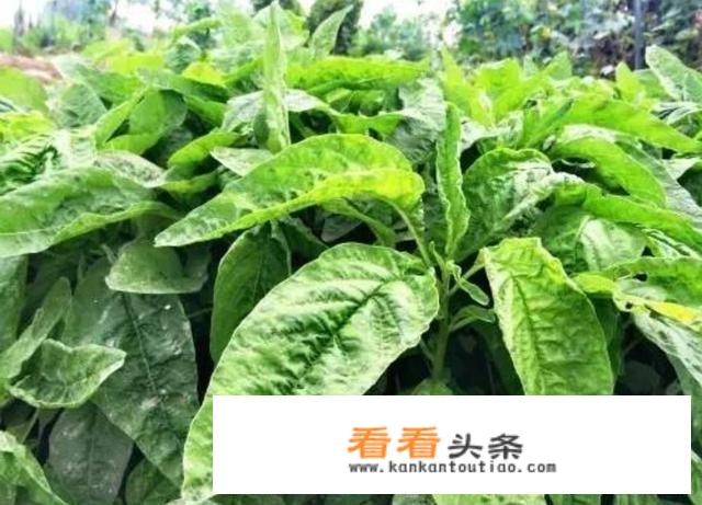 汗菜死叶的原因是什么？