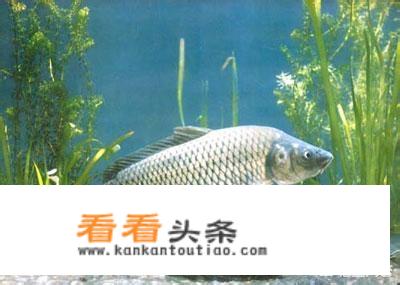 淡水鱼寄生虫多还是海鱼寄生虫多？