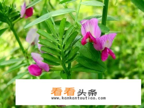 冷冻青豌豆怎么炸更酥脆？