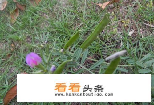 冷冻青豌豆怎么炸更酥脆？