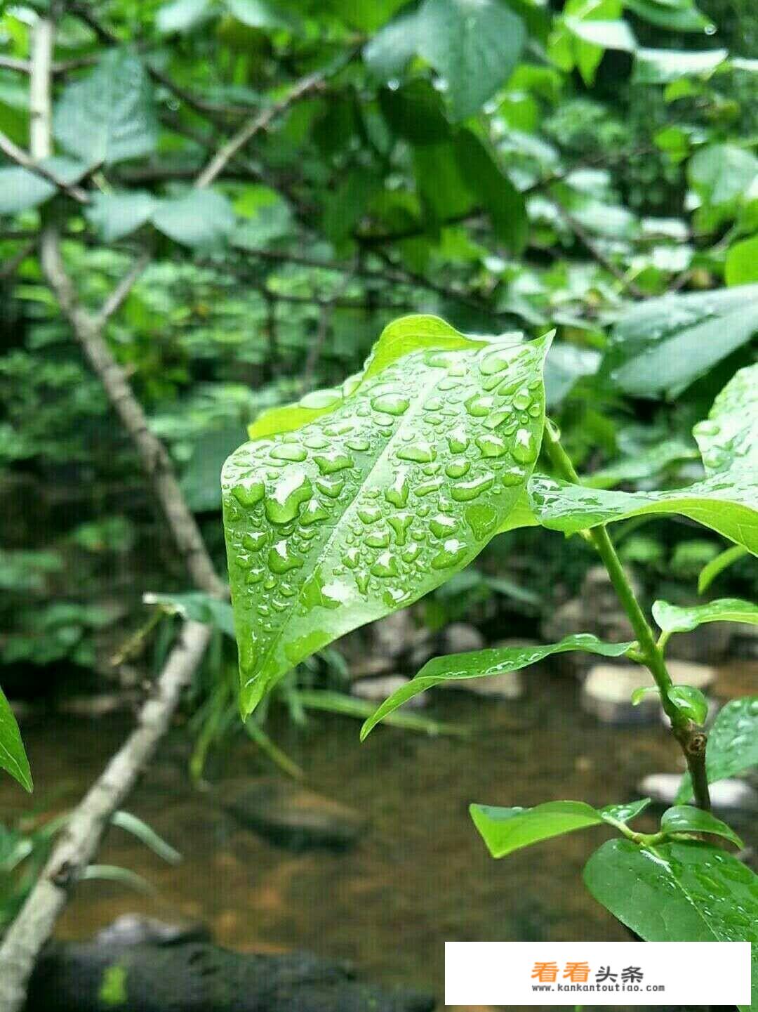 夏天摄影，咋拍出清凉感？还有哪些相关的手机修图技巧吗？