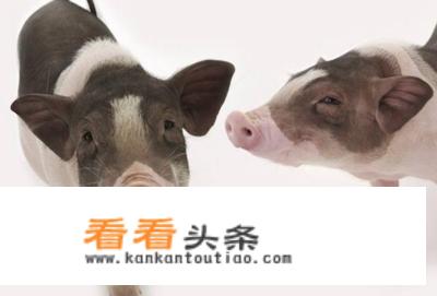 养猪行业的现状和发展前景？