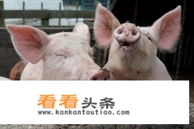 养猪行业的现状和发展前景？