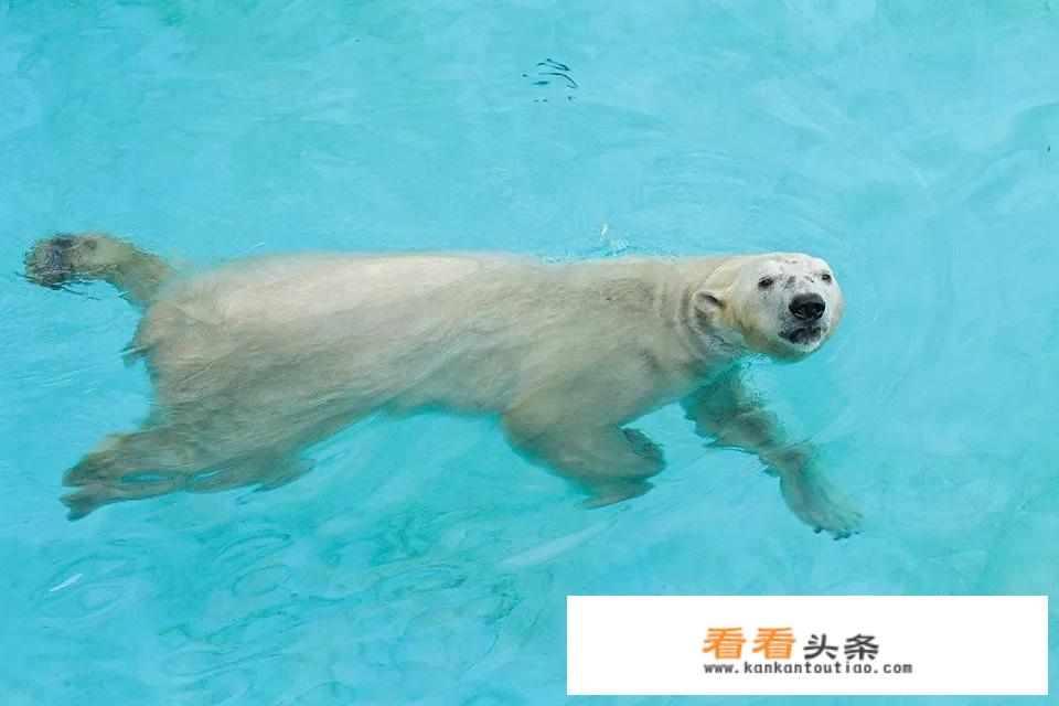 适合夜晚开放的动物园？