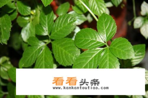 绞股蓝茶叶能长期喝吗？