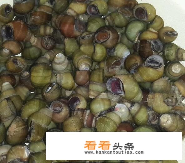 炒田螺的方法？