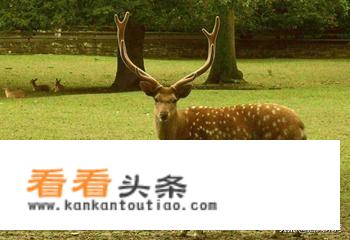 《西游记》里比丘国国丈和鹿力大仙是什么关系？