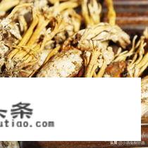 金蝉花跟什么煲汤最好？