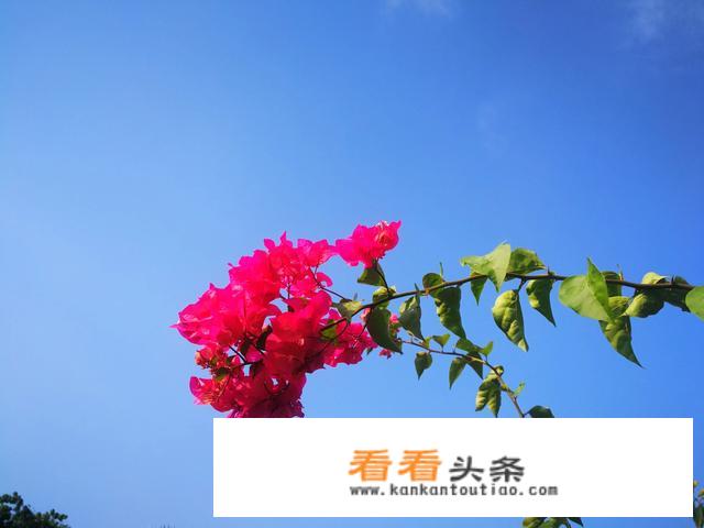三亚可以观海的酒店，介绍几家，谢谢？