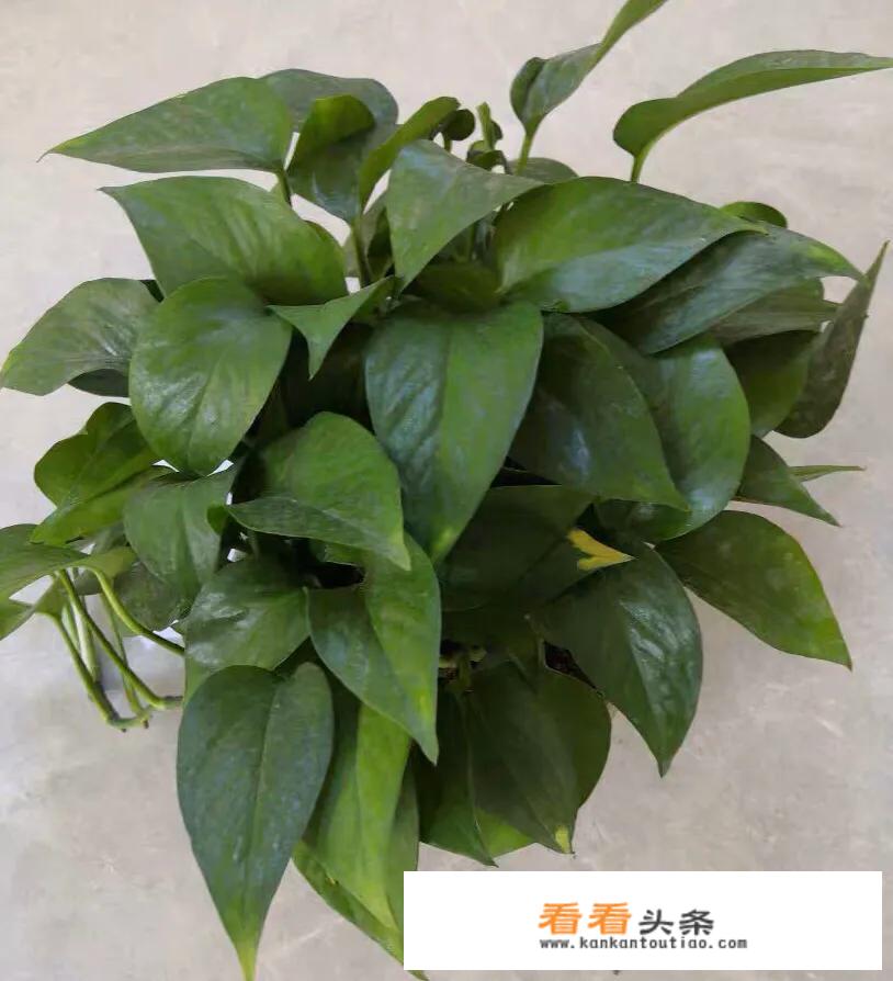 健康咨询室如何办证？