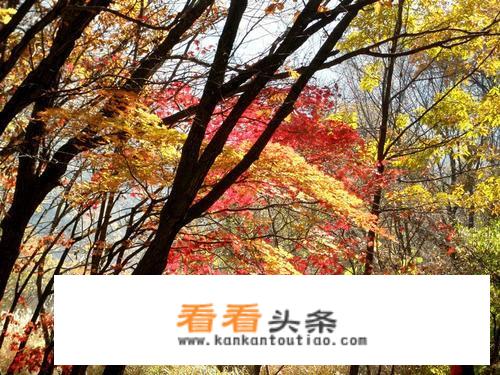 秋游适合去什么地方或者什么活动，爬山还是旅游？