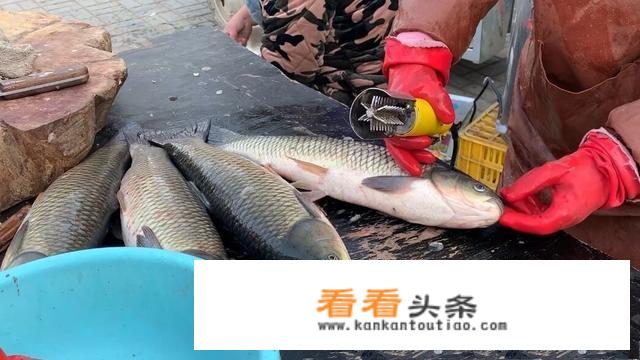 腊鱼的做法和腌制方法？
