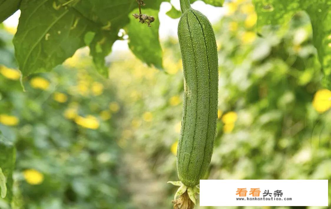 夏季清热解暑的食物？