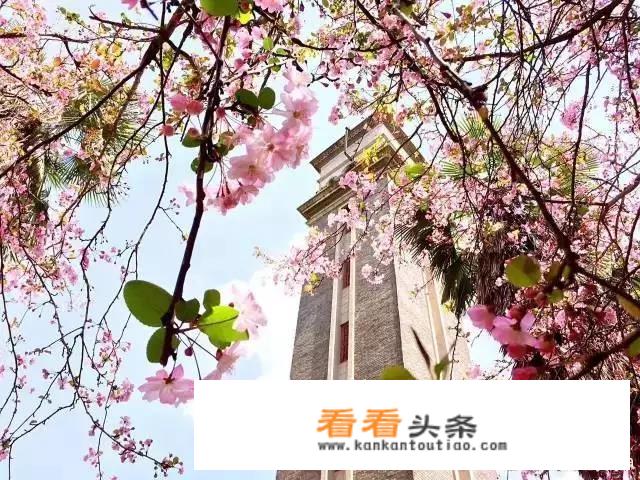 来说说你的大学坐标，你们学校的校花（观赏花哟）？