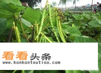 绿豆、红豆、薏米可不可以放在一起煮？对身体有哪些好处？