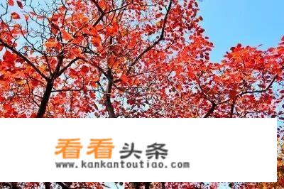 已经进入赏秋的黄金时段，你准备到西安周边哪里去，看色彩斑斓的美丽秋色？