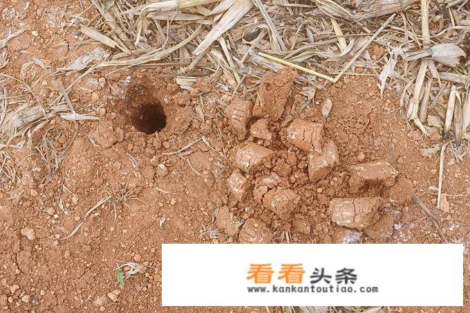 盗墓笔记灵宫多少轮？