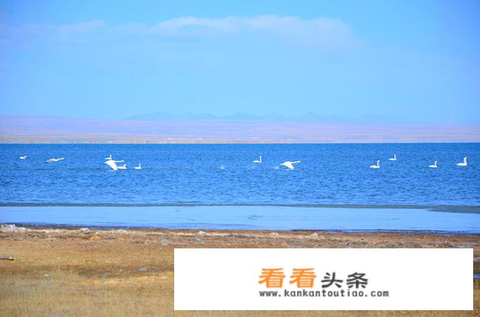 青海旅游车队怎么加入？