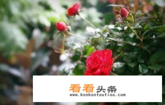 玫瑰水的用法都有些什么的？具体如何使用个？