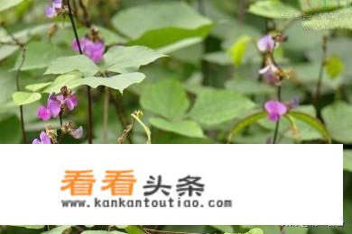 白扁豆煮熟可以直接吃吗？