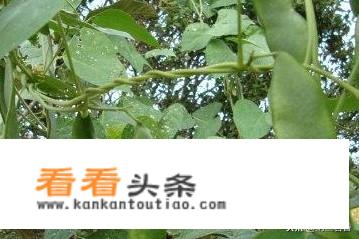 白扁豆煮熟可以直接吃吗？