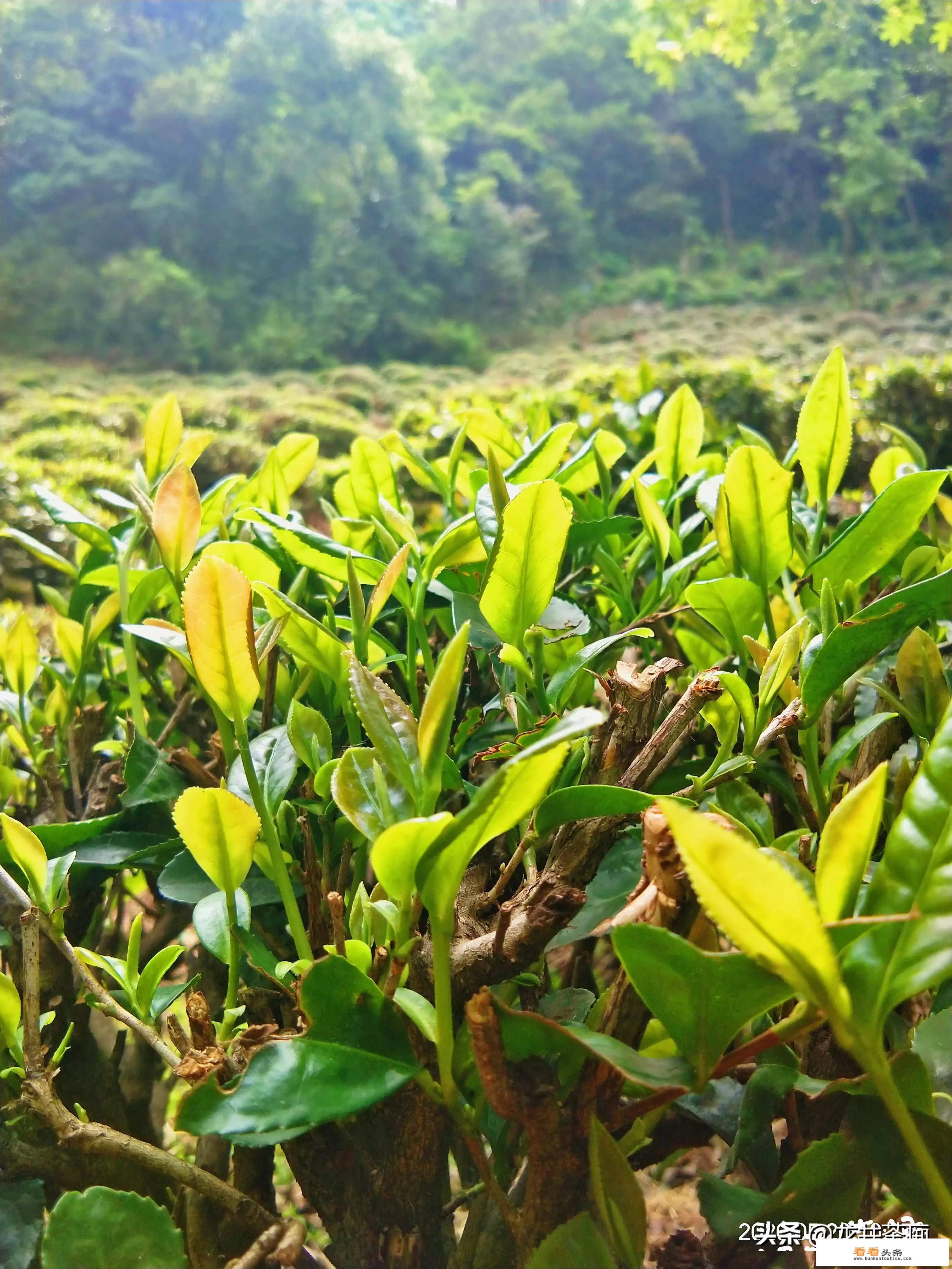 什么是西湖龙井茶？