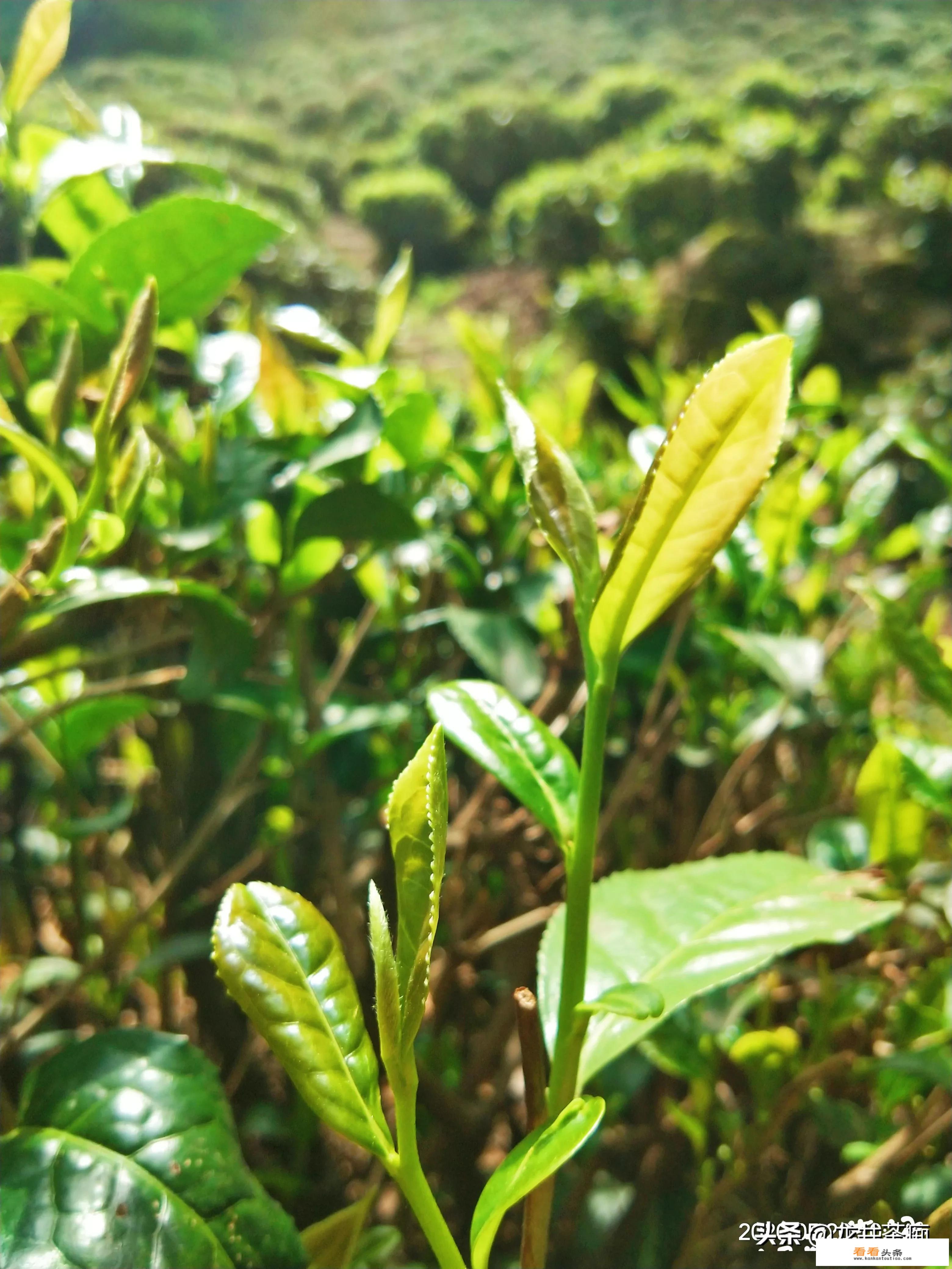 什么是西湖龙井茶？