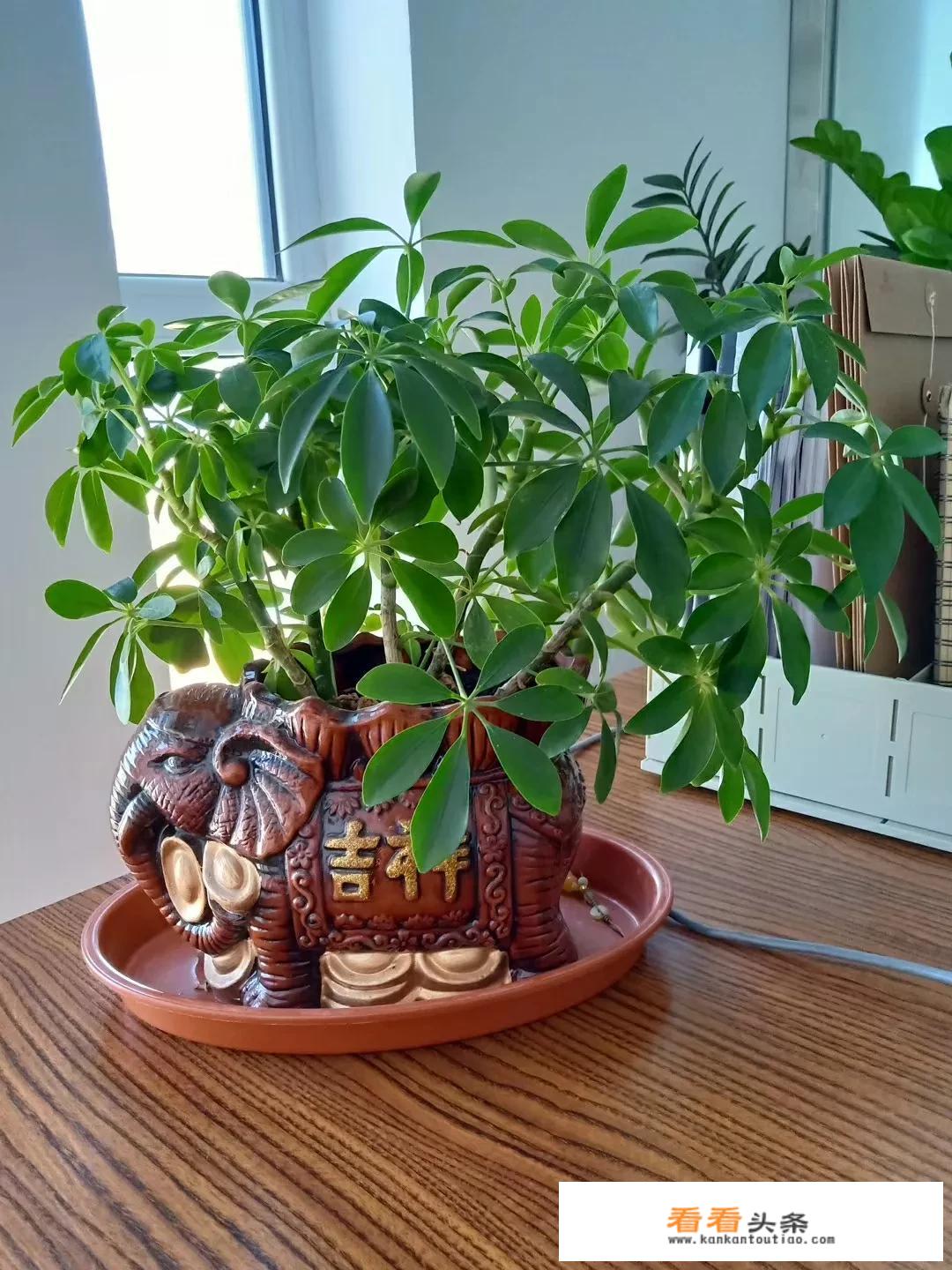贵州茅台酒飞天多少钱一瓶？
