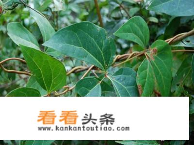 鸡血藤的功效与作用及食用方法是什么？