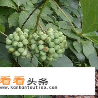 鸡血藤的功效与作用及食用方法是什么？