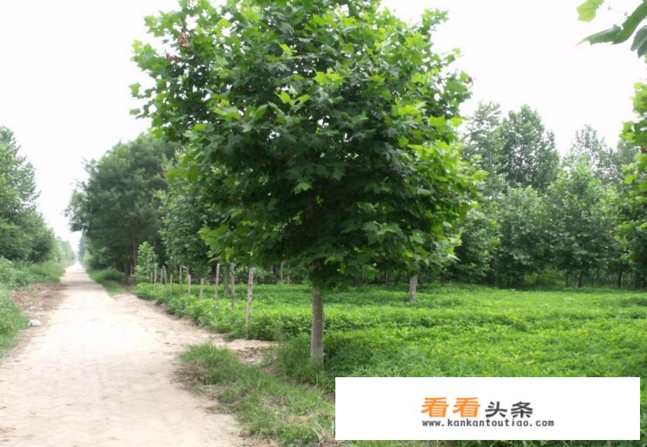 法桐怎么养殖方法？