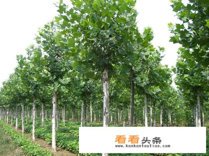 法桐怎么养殖方法？
