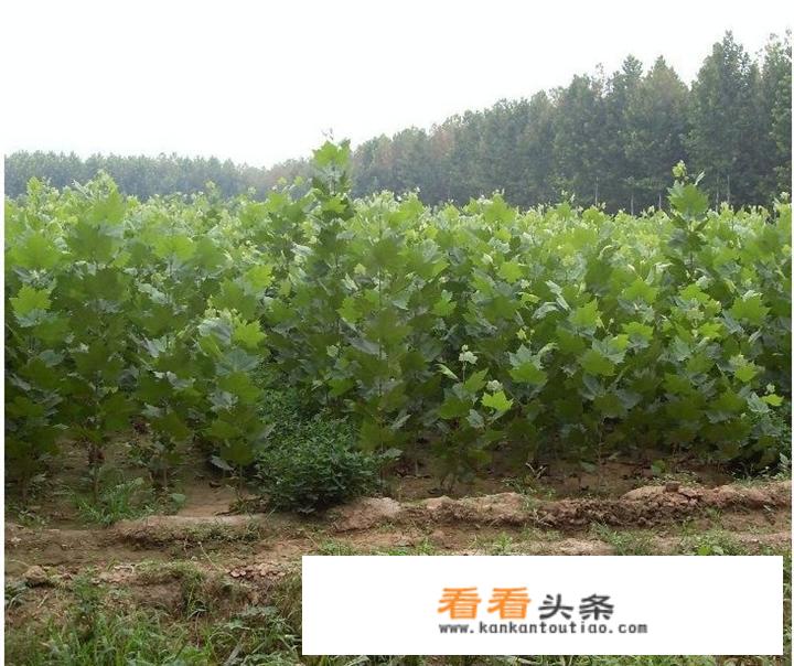 法桐怎么养殖方法？