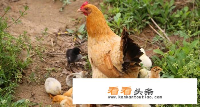什么是土鸡？