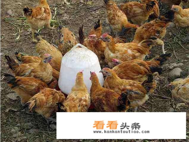 什么是土鸡？