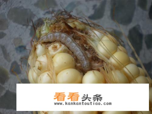 50克农药稀释1000倍兑多少水？