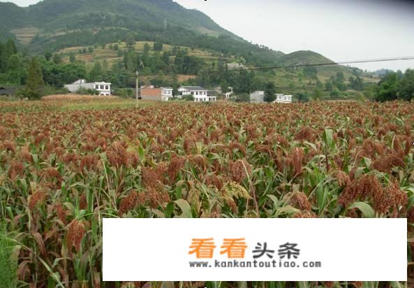 茅台王子酒53度价格是多少钱一瓶？