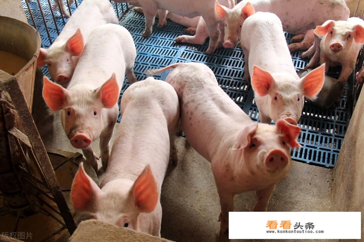 为什么古汉语里对猪有很多称呼，如彘、豕、豚，直到读了《西游记》才看到有“猪”的称呼？