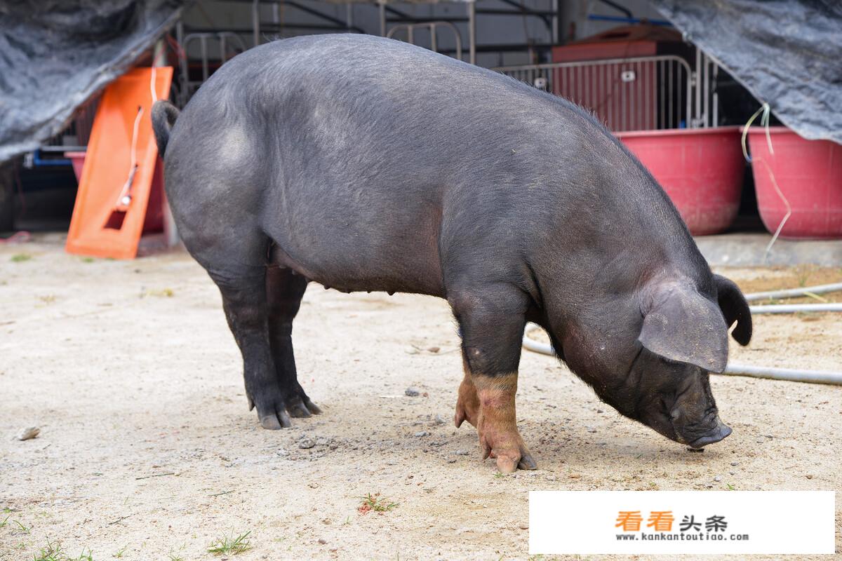 为什么古汉语里对猪有很多称呼，如彘、豕、豚，直到读了《西游记》才看到有“猪”的称呼？