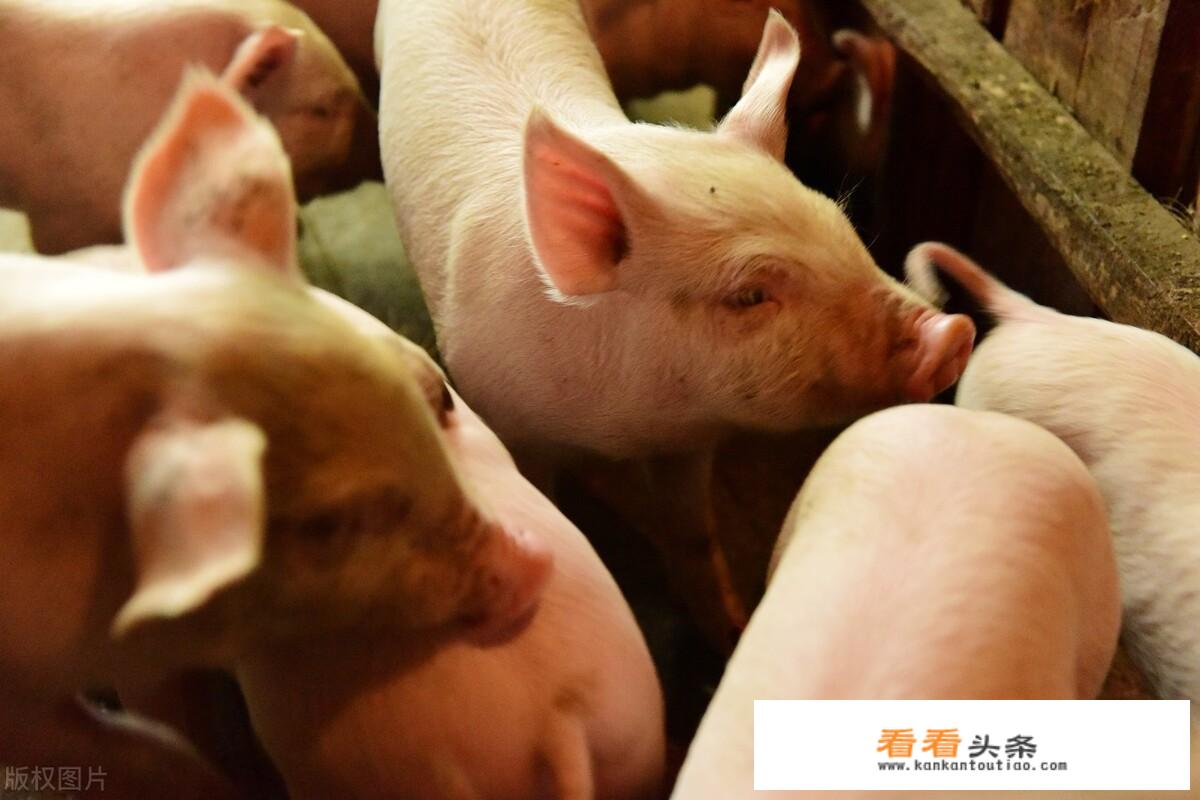 为什么古汉语里对猪有很多称呼，如彘、豕、豚，直到读了《西游记》才看到有“猪”的称呼？