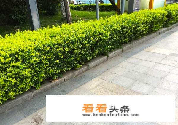 类似小叶女贞的树？