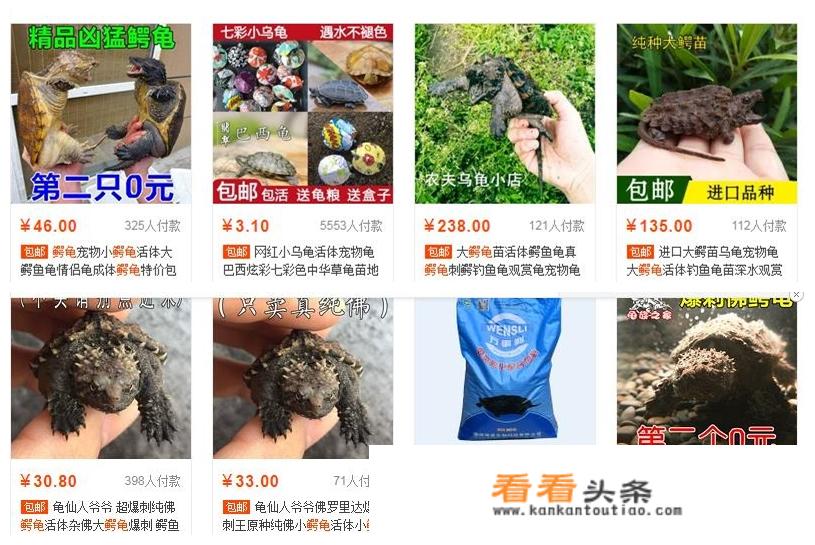 100斤鳄鱼龟的价值？